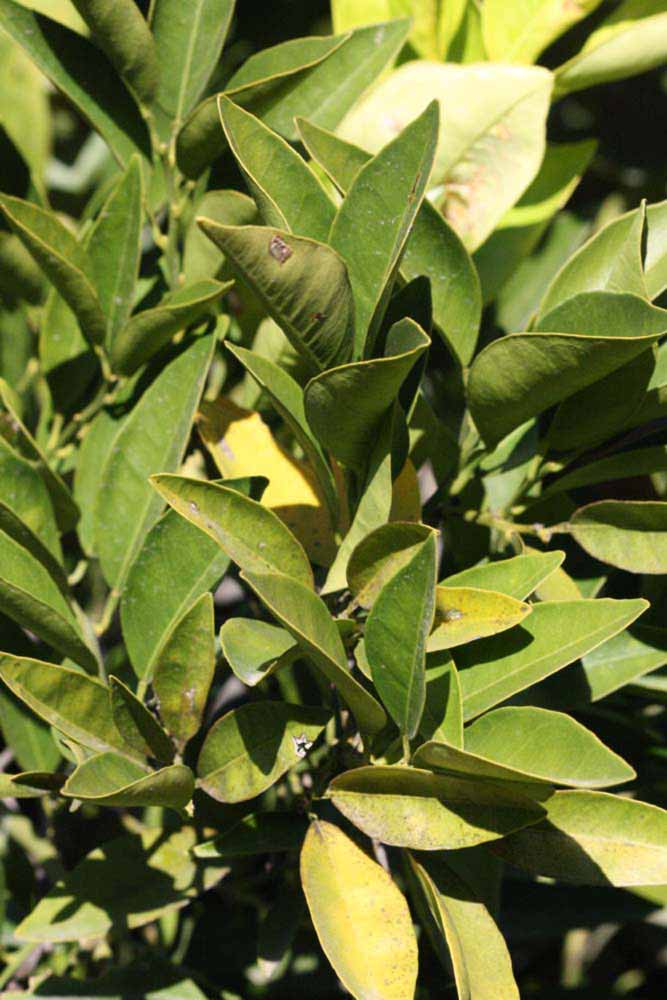              Sun leaves (Riverside, CA)       